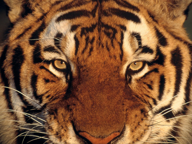 Tiger large brown face black free wallpaper for desktop - medium preview image