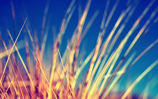 Blurry plant blue sky macro free wallpaper for desktop - medium preview image