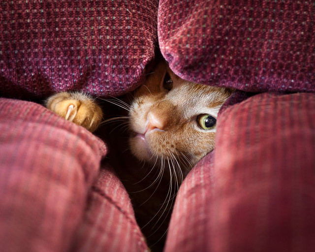 Cat peeking blanket cushion blurry free wallpaper for desktop - medium preview image