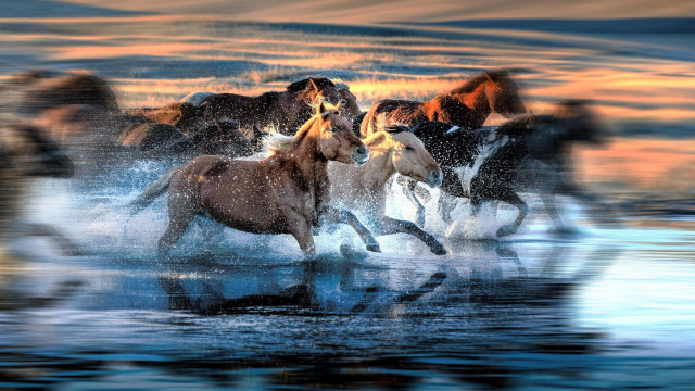 Horses running water sunset impressionist free wallpaper for desktop - medium preview image