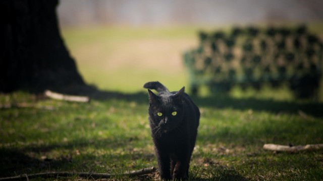 Black cat green field tilt free wallpaper for desktop - medium preview image