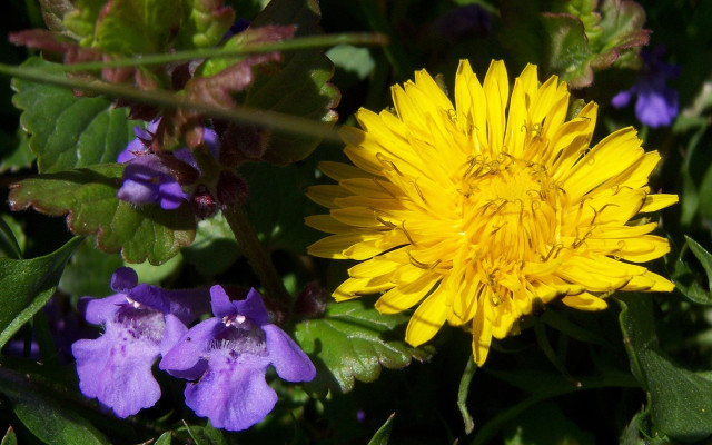 Yellow flower purple flowers green free wallpaper for desktop - medium preview image