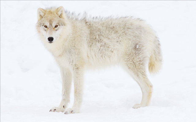 Wolf snow sad eye naturalism free wallpaper for desktop - medium preview image