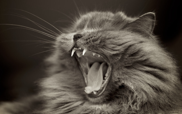 Cat open mouth gothic monochrome free wallpaper for desktop - medium preview image