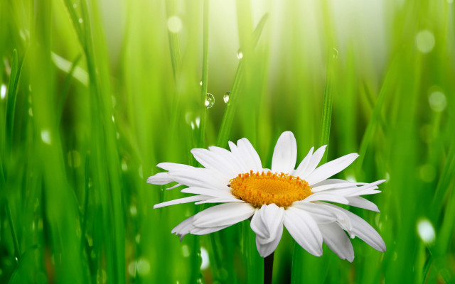 Daisy dew drops macro nature free wallpaper for desktop - medium preview image