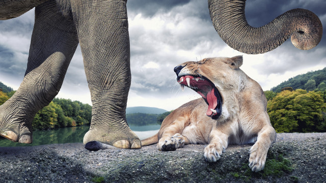 Lion elephant rock open mouth free wallpaper for desktop - medium preview image