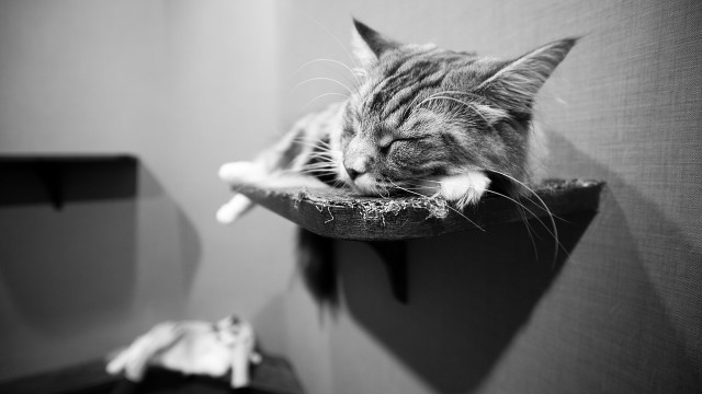 Cat sleeping cat tree room free wallpaper for desktop - medium preview image