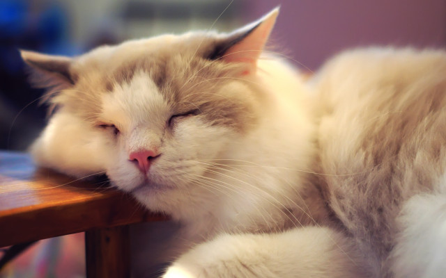 Cat sleeping wooden table tranquil #2 free wallpaper for desktop - medium preview image
