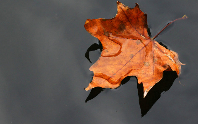Leaf water reflection autumn ecological free wallpaper for desktop - medium preview image