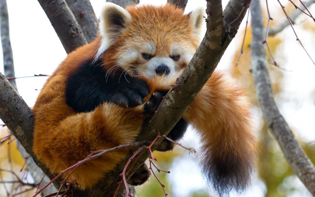 Red panda sitting tree angry free wallpaper for desktop - medium preview image