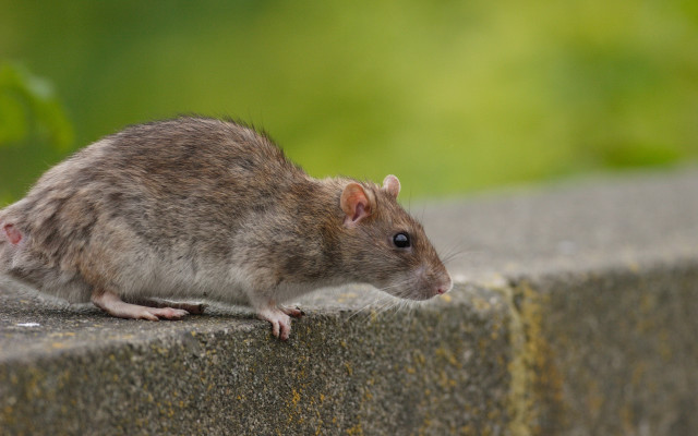 Rat ledge sun food animal free wallpaper for desktop - medium preview image