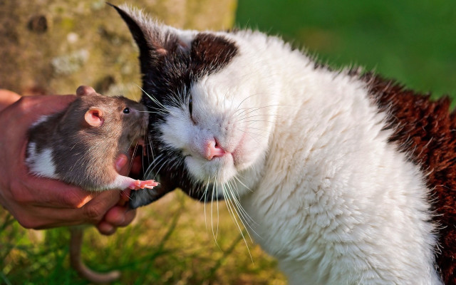 Cat licking open mouth rat free wallpaper for desktop - medium preview image