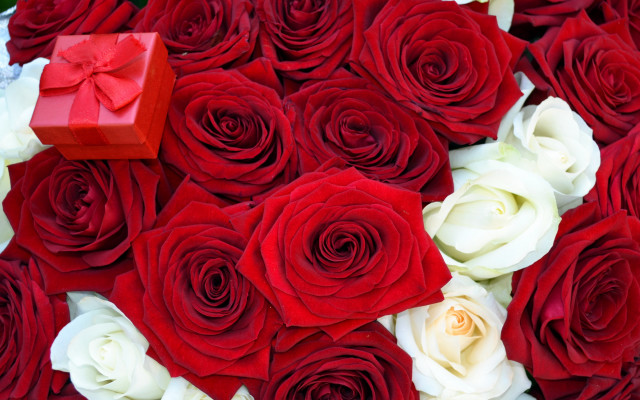 Red roses bouquet romanticism blood free wallpaper for desktop - medium preview image