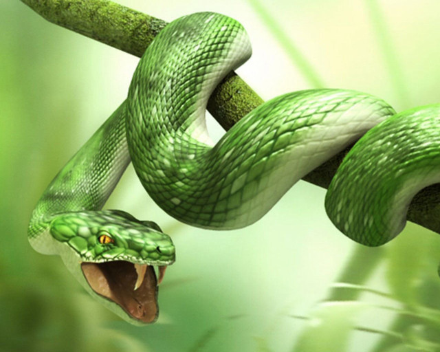 Green snake mouth open branch free wallpaper for desktop - medium preview image