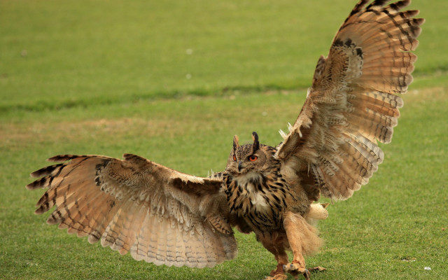 Large owl spreads wings green free wallpaper for desktop - medium preview image