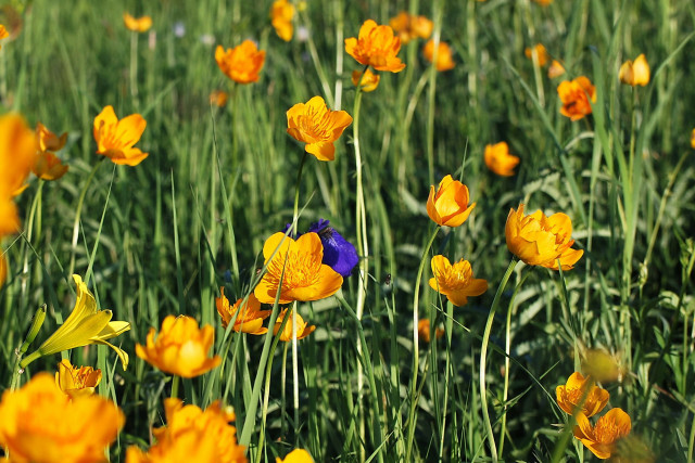 Blue bird yellow flower impressionist free wallpaper for desktop - medium preview image