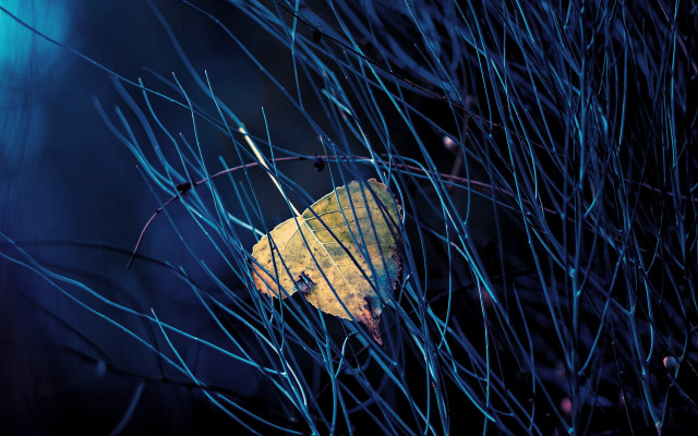 Yellow leaf forest night starry free wallpaper for desktop - medium preview image