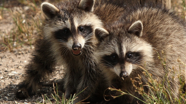 Raccoons grass primivitism jigsaw animal free wallpaper for desktop - medium preview image