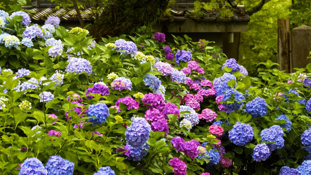 Garden bench flower field colorful free wallpaper for desktop - medium preview image