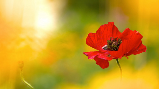 Red flower bee field autumn free wallpaper for desktop - medium preview image