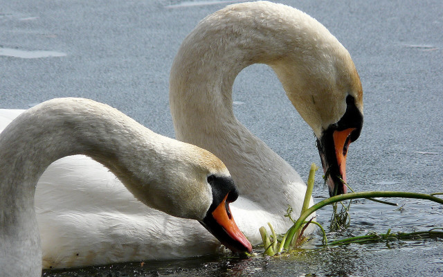 Two swans swimming eating water free wallpaper for desktop - medium preview image
