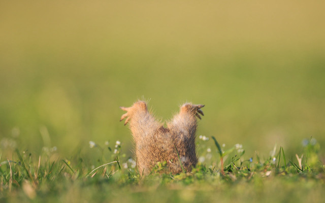 Squirrel standing grass open mouth free wallpaper for desktop - medium preview image