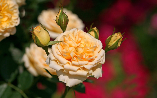 Yellow white rose rococo jigsaw free wallpaper for desktop - medium preview image