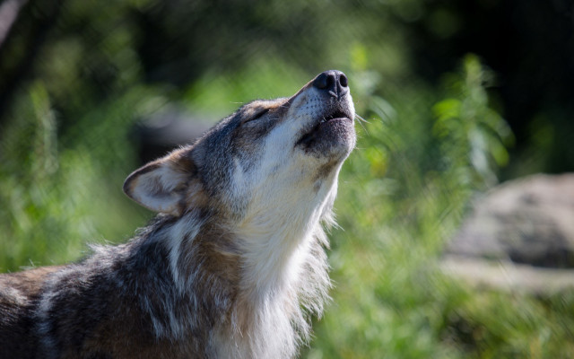 Wolf looking up nature blurry free wallpaper for desktop - medium preview image
