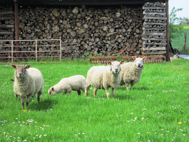 Sheep field barn flowers fence free wallpaper for desktop - medium preview image
