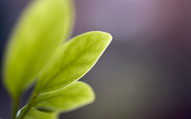 Green leaf macro shallow depth #4 free wallpaper for desktop - medium preview image