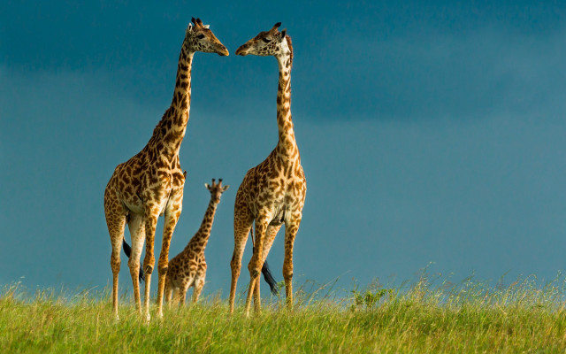 Giraffes grassy field sky wildlife free wallpaper for desktop - medium preview image