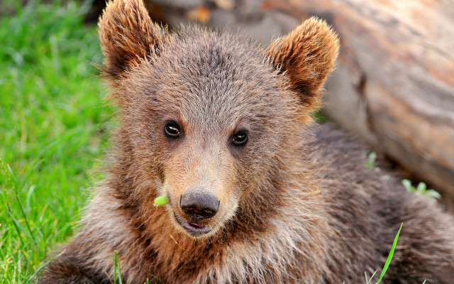 Brown bear grass log nature free wallpaper for desktop - medium preview image