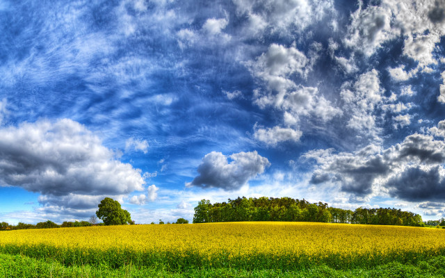 Grass trees cloudy sky horizon free wallpaper for desktop - medium preview image