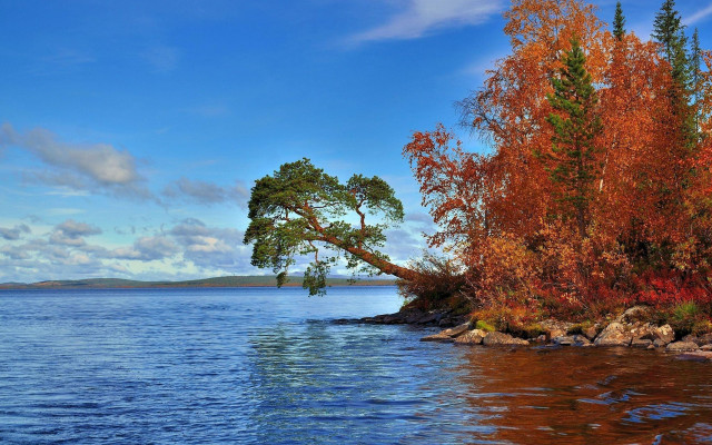 Tree water shore rocks autumn free wallpaper for desktop - medium preview image