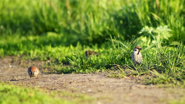 Birds grass trail flowers shallow free wallpaper for desktop - medium preview image