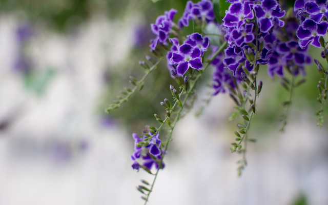 Purple flowers hanging branch garden free wallpaper for desktop - medium preview image