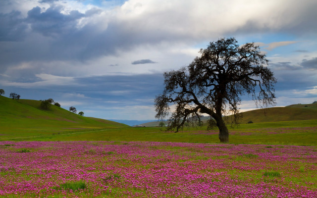 Tree flowers cloudy sky city free wallpaper for desktop - medium preview image