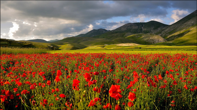 Red flower mountains sky field free wallpaper for desktop - medium preview image