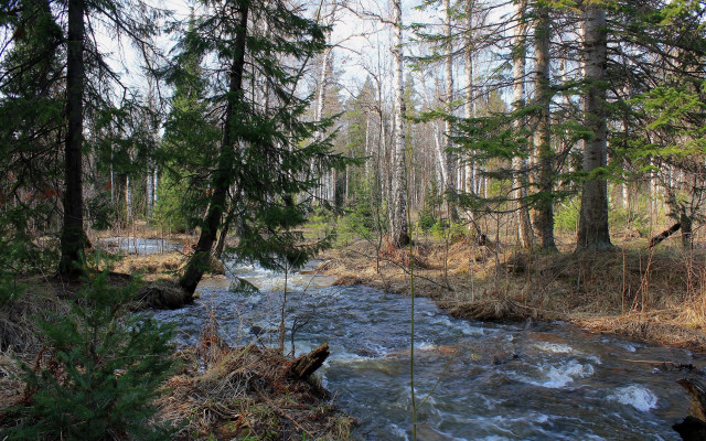 River forest pine trees nature free wallpaper for desktop - medium preview image
