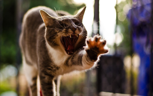 Cat yawning attack macro sharp free wallpaper for desktop - medium preview image
