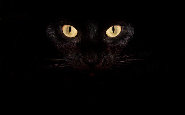 Black cat yellow eyes gothic #18 free wallpaper for desktop - medium preview image