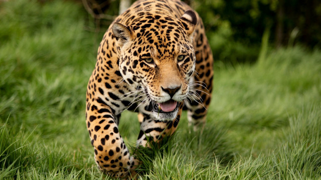 Leopard walking green field trees free wallpaper for desktop - medium preview image