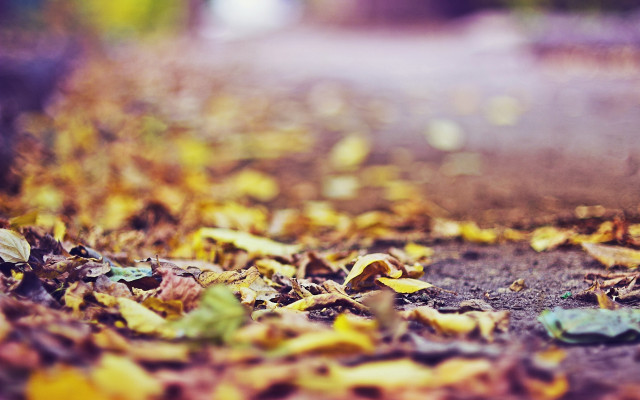 Blurry leaves autumn road sunset free wallpaper for desktop - medium preview image