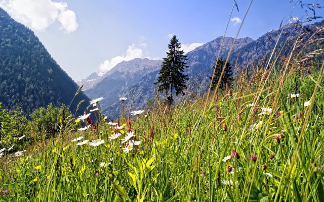 Wildflowers daisies mountainside blue sky free wallpaper for desktop - medium preview image