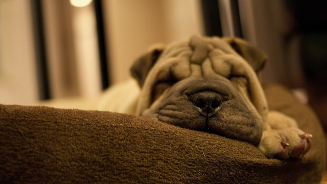 Dog sleeping brown blanket room free wallpaper for desktop - medium preview image