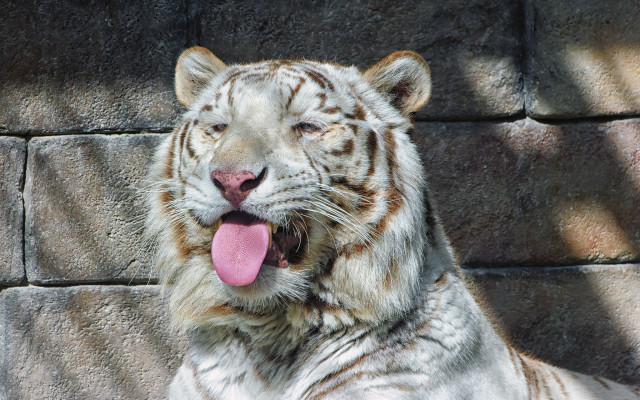 White tiger tongue out rock free wallpaper for desktop - medium preview image