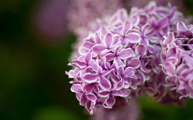 Purple flower closeup macro blurry #2 free wallpaper for desktop - medium preview image