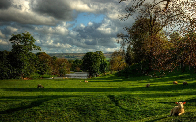Sheep field lake clouds nature free wallpaper for desktop - medium preview image