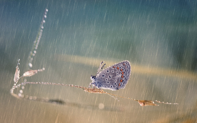 Blue butterfly rain water drops free wallpaper for desktop - medium preview image