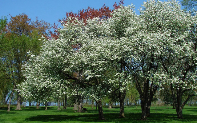 Trees white flowers park bench free wallpaper for desktop - medium preview image